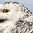 Snowy Owl
