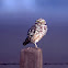 Burrowing Owl