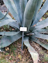 Agave