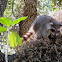 Common Raccoon