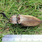 Click beetle