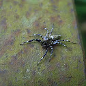 jumping spider