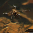 Water strider