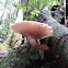 Pholiota sp