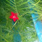 Cardinal Vine