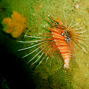 Lion Fish