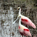 Roseate Spoonbill