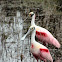 Roseate Spoonbill