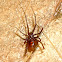 Black Widow