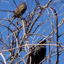 Brown-headed cowbird, female