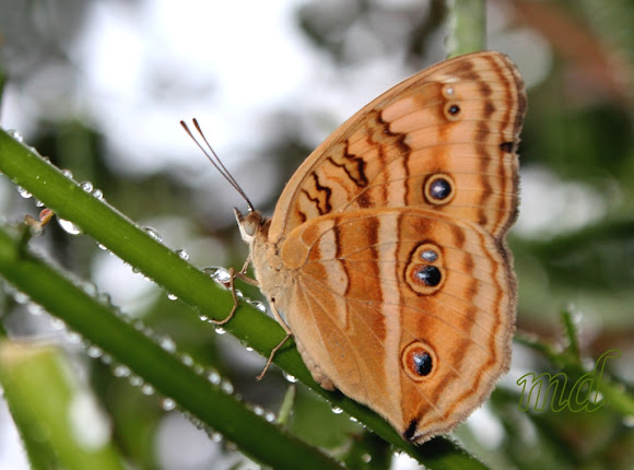 Spotting Image 1