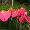 Masdevallia redwing