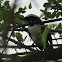 White-browed Fantail