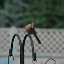 Cardinal