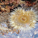 Sea Anemone