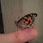 Painted lady butterfly
