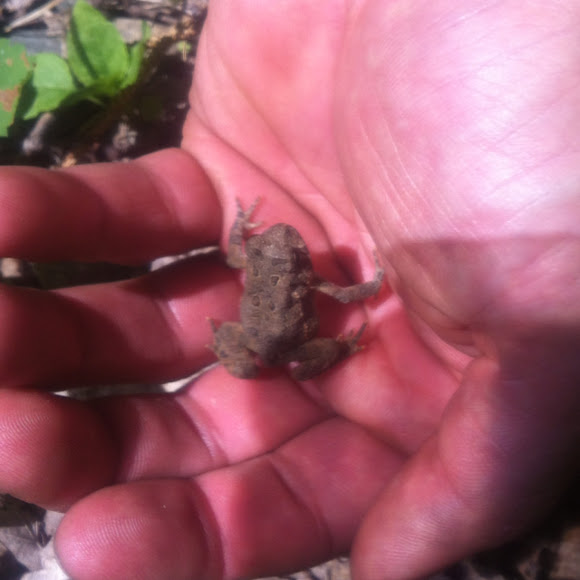 Spotting Image 1