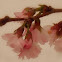 Cherry Blossoms
