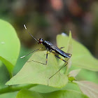 stilt-legged fly