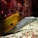 Moray eels