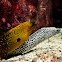 Moray eels