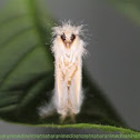 Moth