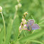 Short-tailed Blue