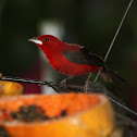 brazilian tanager