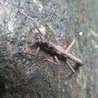 Stick insect