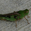 Southern Green-Striped Grasshopper