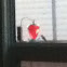 Hummingbird