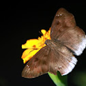 Suffused Snow Flat