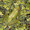 Cricket Frog