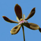 Butterfly orchid