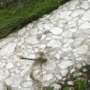 Eastern Pondhawk