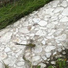 Eastern Pondhawk
