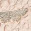 Idaea minuscularia