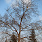 Common Walnut