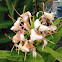 Kahili ginger.