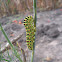 Old World/Common Yellow/European Swallowtail (caterpillar)