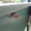 Yellow Jacket
