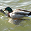 Mallard