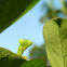 Praying Mantis
