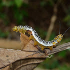Caterpillar