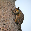Eastern gray squirrel
