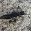 Rove beetle