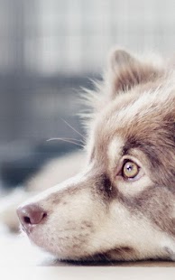 How to get Border Collie Wallpapers lastet apk for pc