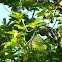 soursop, sirsak