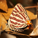 Long-Banded Silverline