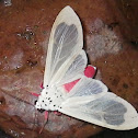 Arctiid moth